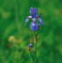 Sibirische Schwertlilie, beheimatet im Grabensttter Moos